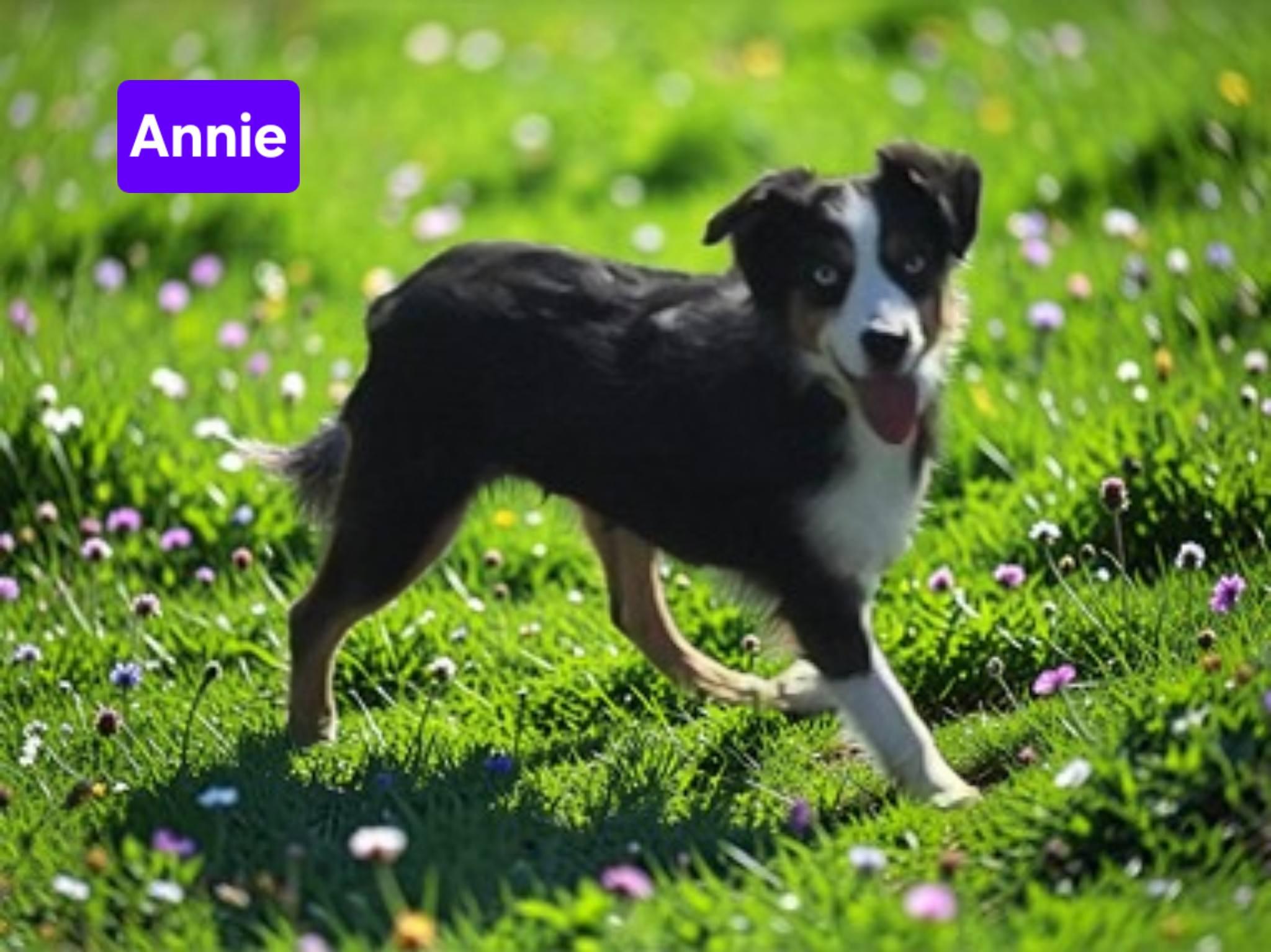 Enlarge Annie and/or Manny, a ADOPTABLE Australian Shepherd in Mclean, IL image 1/2