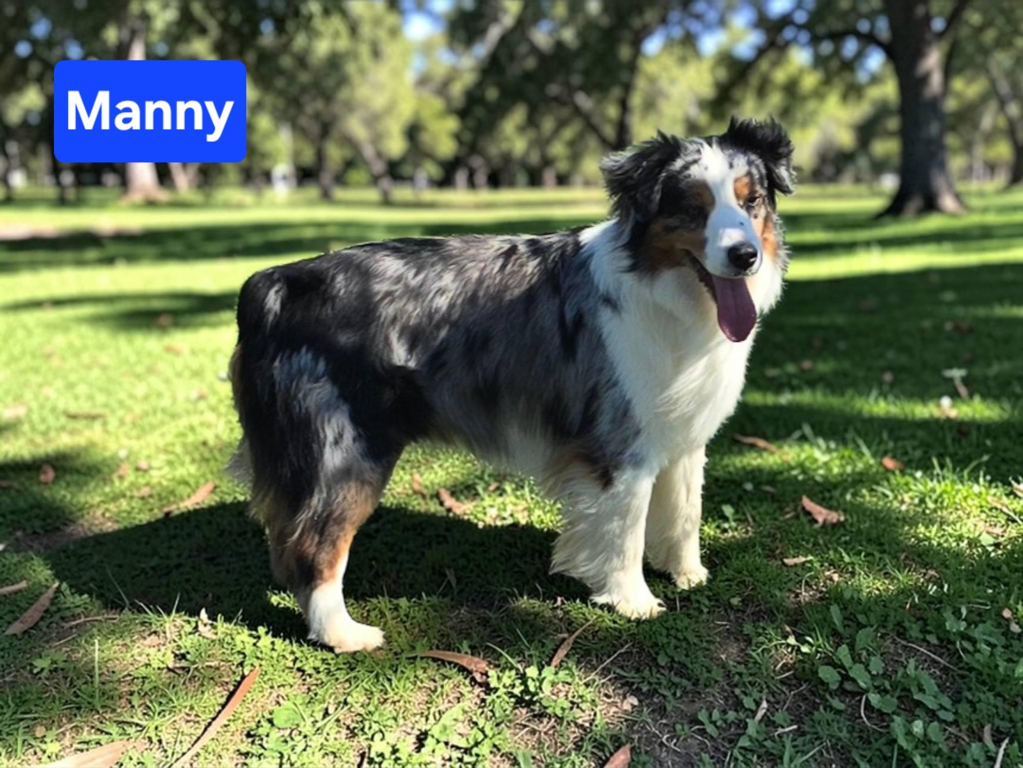 Annie and/or Manny, ADOPTABLE, Adult Female Australian Shepherd.