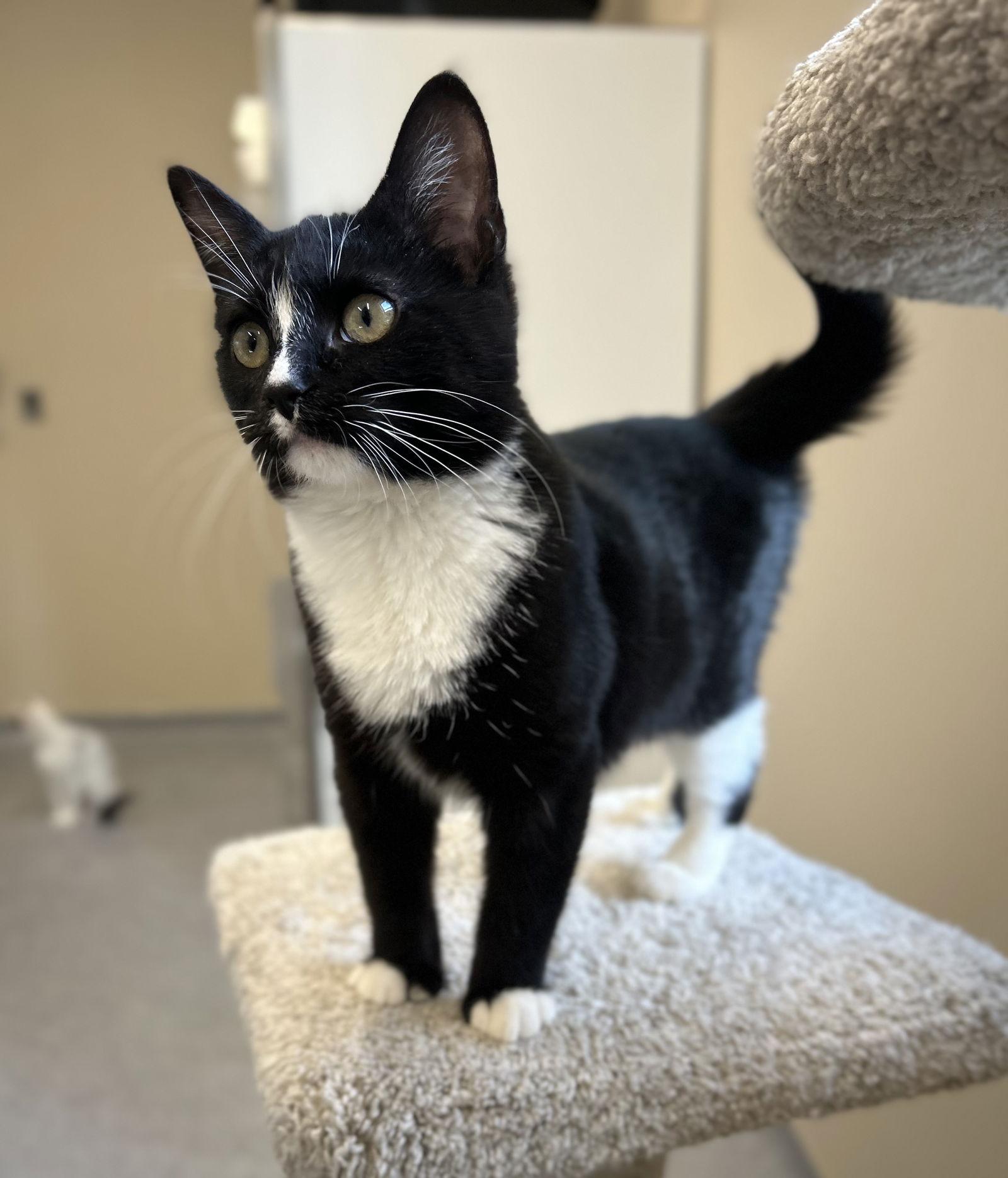 Enlarge Quincy, a Adopted Domestic Short Hair in Arlington, VT image 1/2