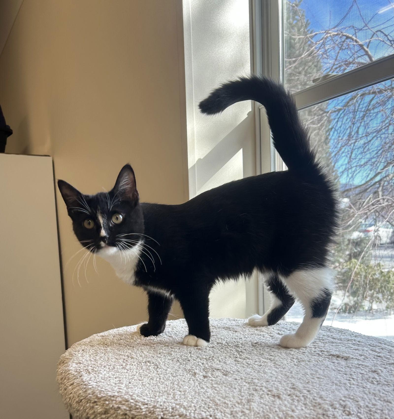 Enlarge Quincy, a Adopted Domestic Short Hair in Arlington, VT image 2/2