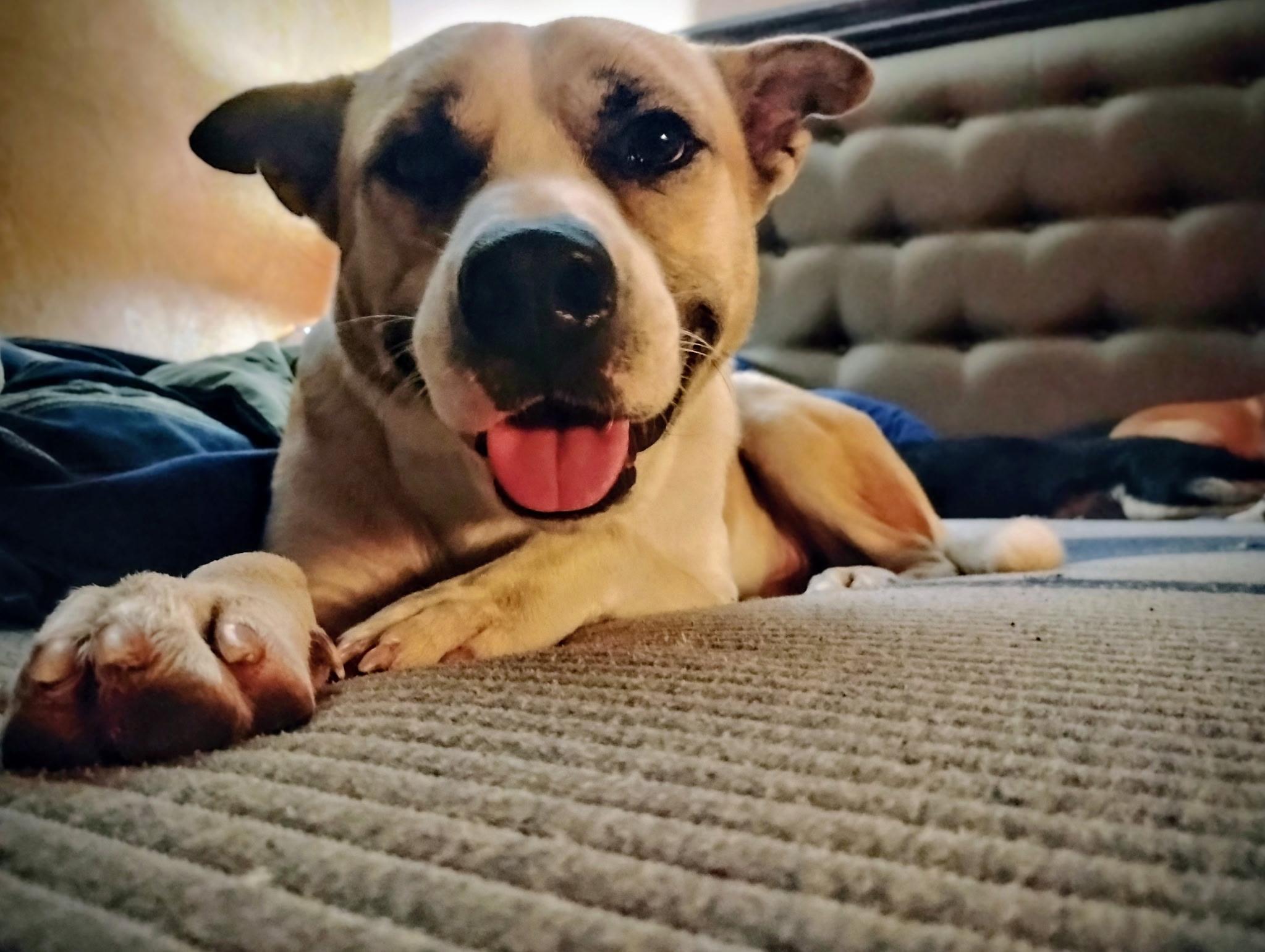 Enlarge Rocky, a ADOPTABLE mixed breed in Brattleboro , VT image 5/5