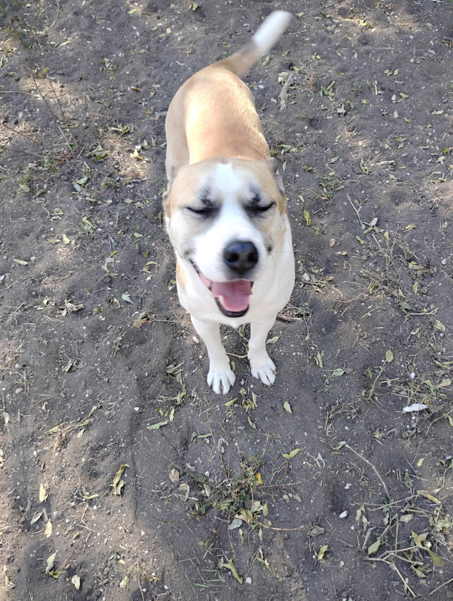 Enlarge Rocky, a ADOPTABLE mixed breed in Brattleboro , VT image 3/5