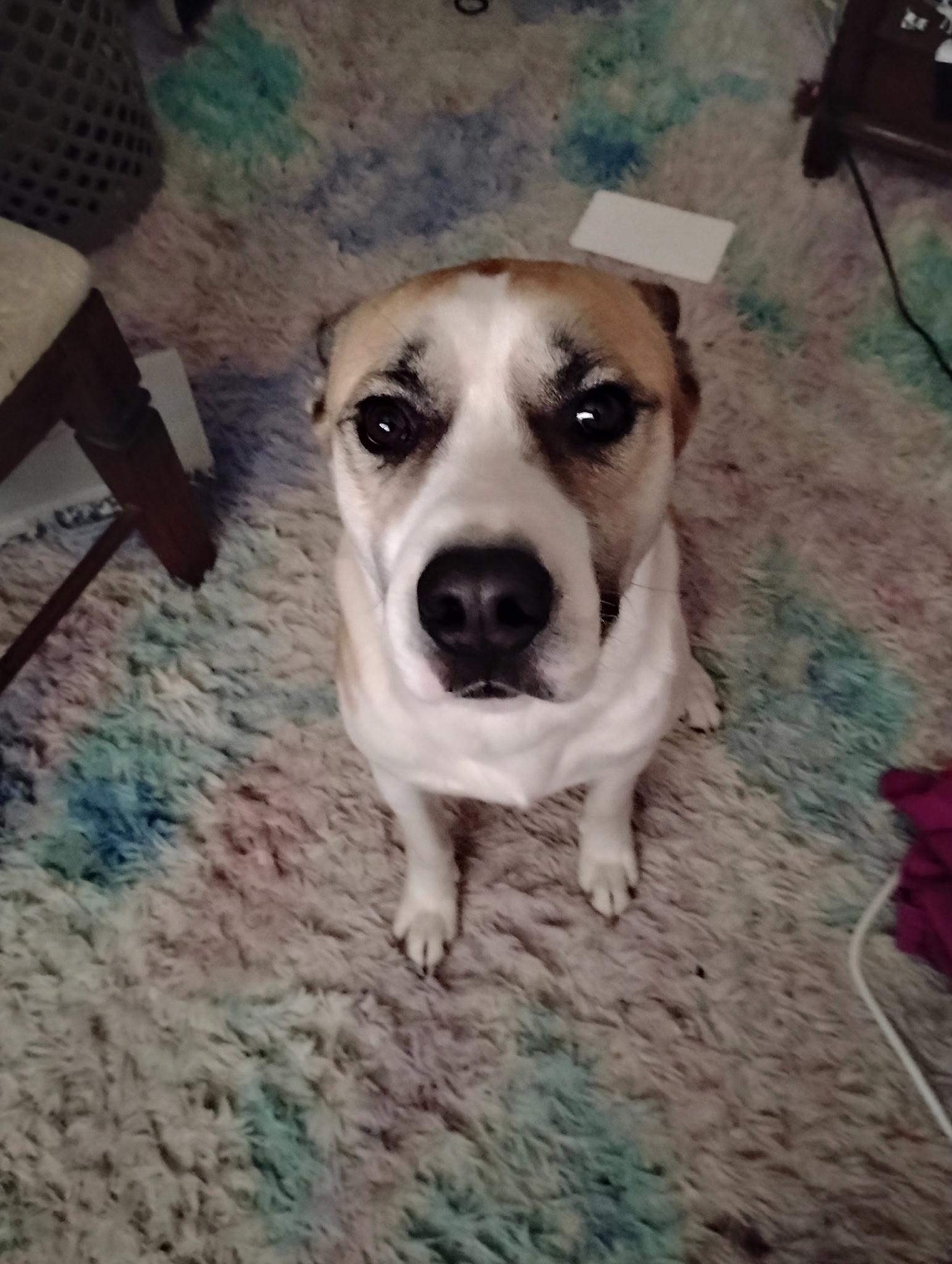 Enlarge Rocky, a ADOPTABLE mixed breed in Brattleboro , VT image 2/5