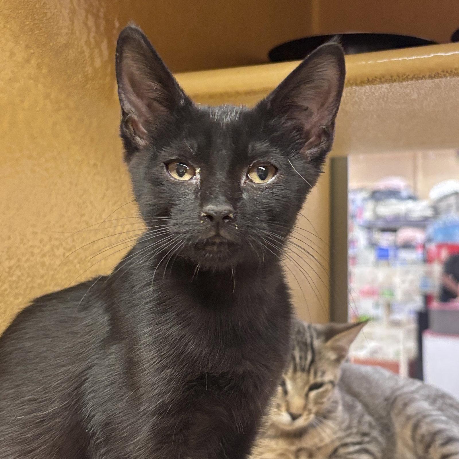 Teeny Weenie, Adopted, Kitten Female Domestic Short Hair.
