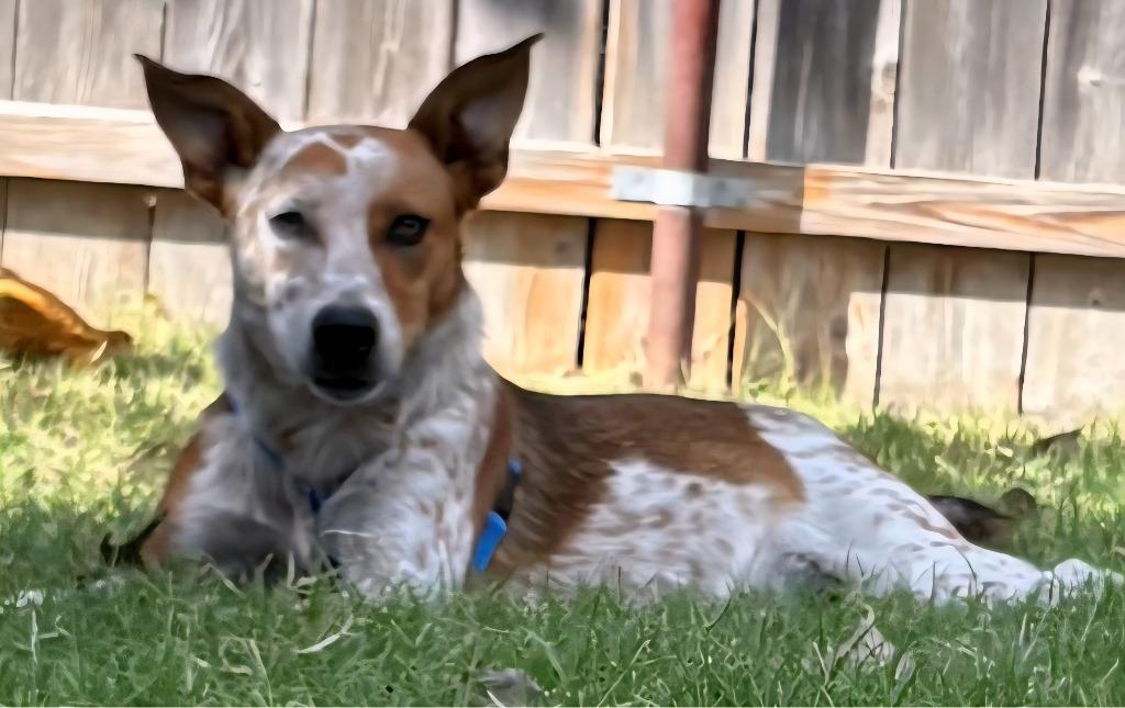 Ares, Adoptable, Young Male Australian Cattle Dog / Blue Heeler.