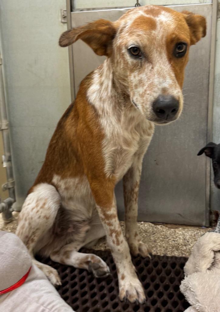 Enlarge Ares, a Adoptable Australian Cattle Dog / Blue Heeler in Great Bend, KS image 2/2