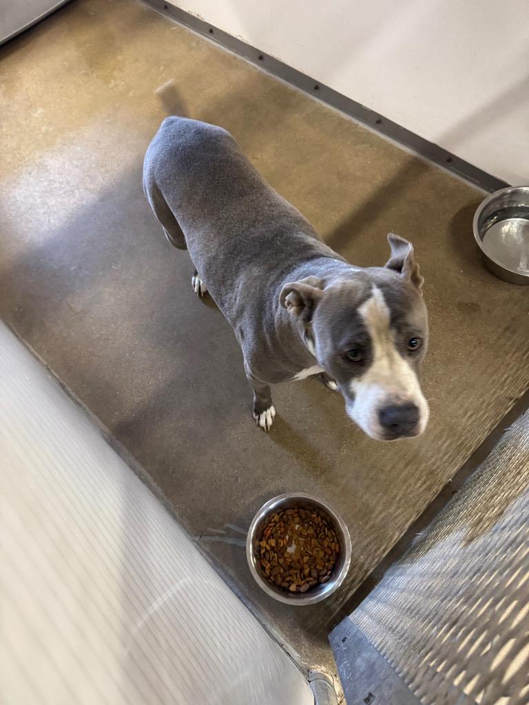 Gyspy**, Adoptable, Young Female Pit Bull Terrier.