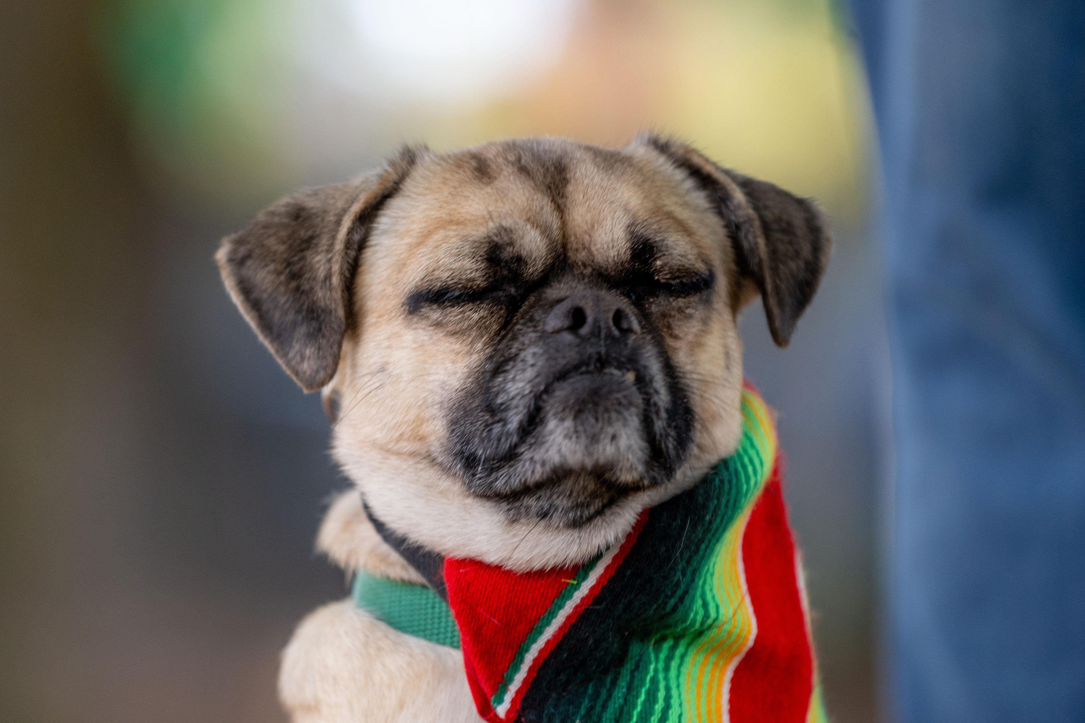 Enlarge Talina, a ADOPTABLE mixed breed in Santa Rosa, CA image 1/5