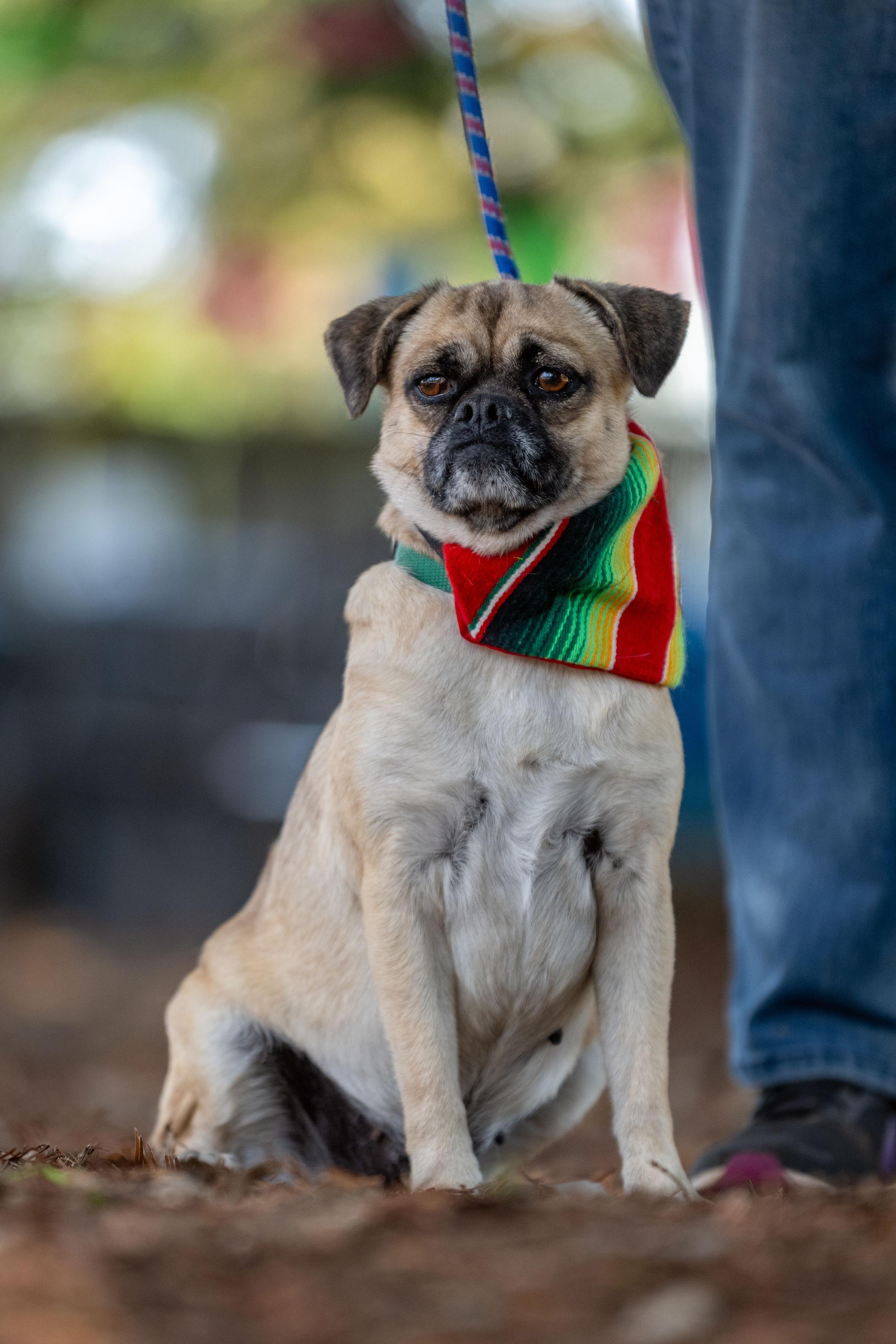 Enlarge Talina, a ADOPTABLE mixed breed in Santa Rosa, CA image 2/5