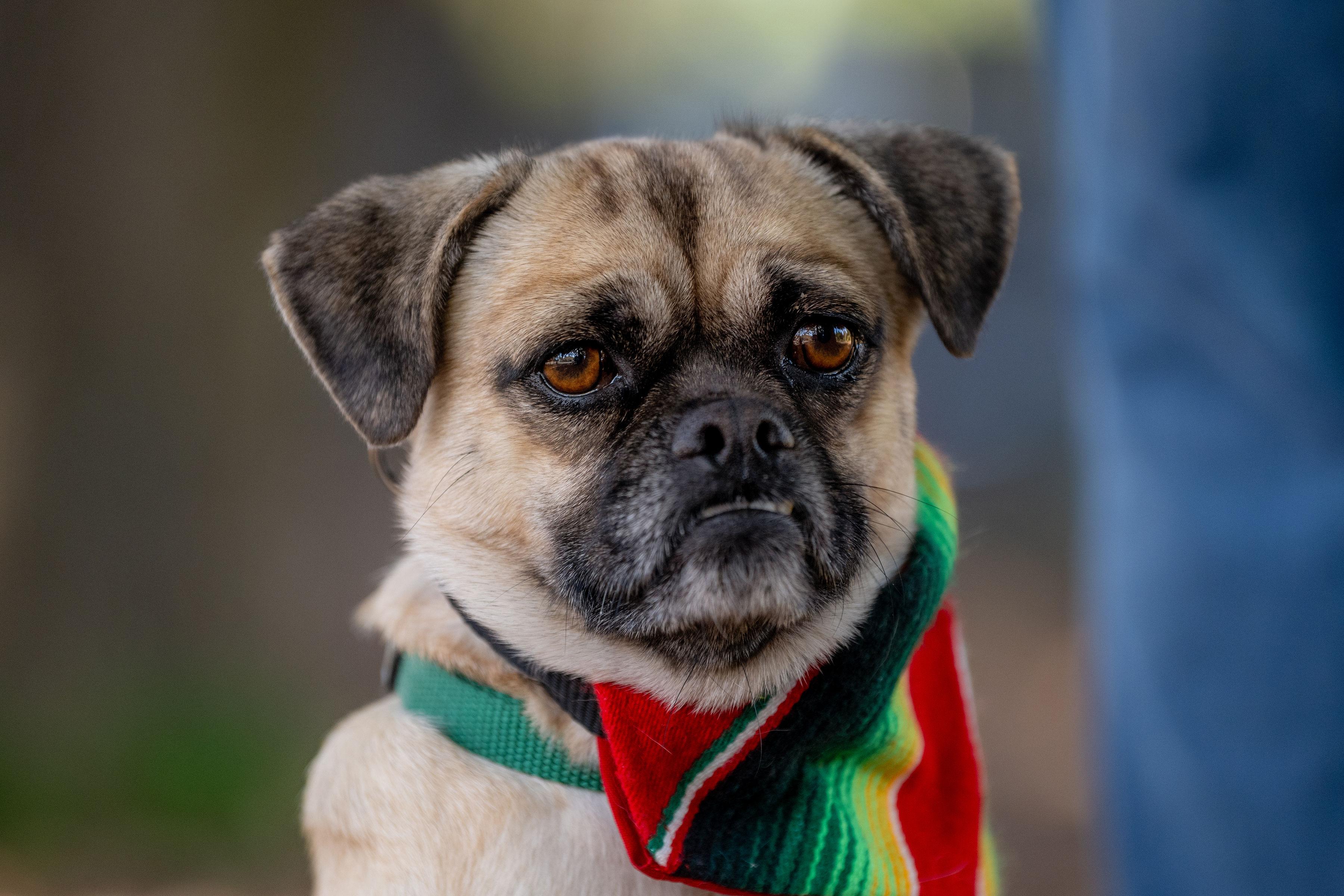 Enlarge Talina, a ADOPTABLE mixed breed in Santa Rosa, CA image 4/5