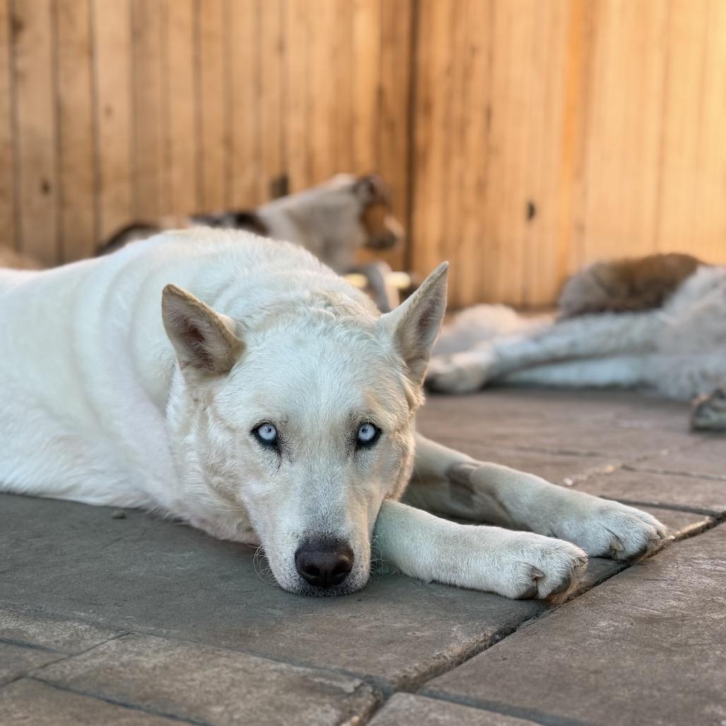 Enlarge Rango, a Adoptable Siberian Husky in Salem, OR image 1/6