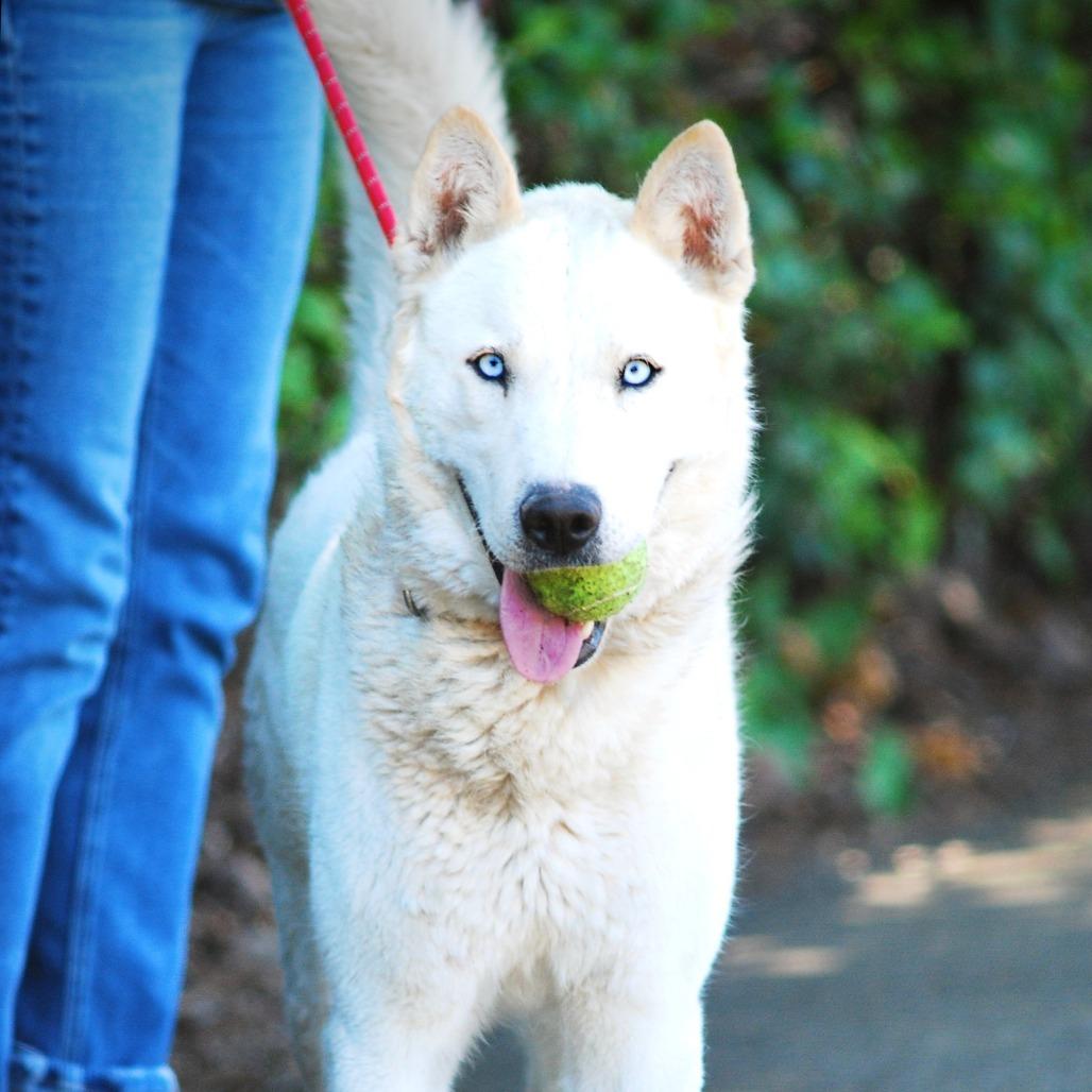 Enlarge Rango, a Adoptable Siberian Husky in Salem, OR image 2/6