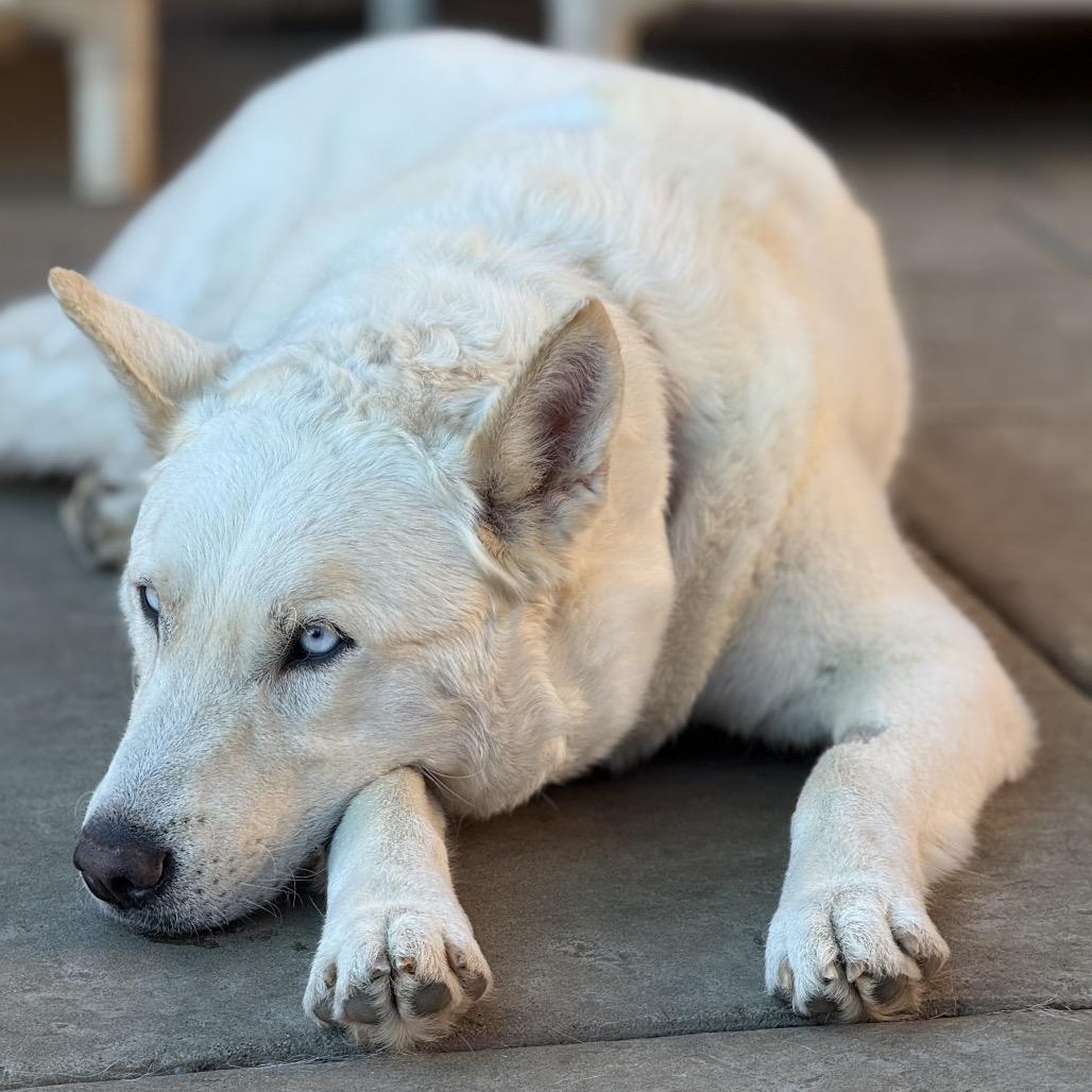 Enlarge Rango, a Adoptable Siberian Husky in Salem, OR image 3/6