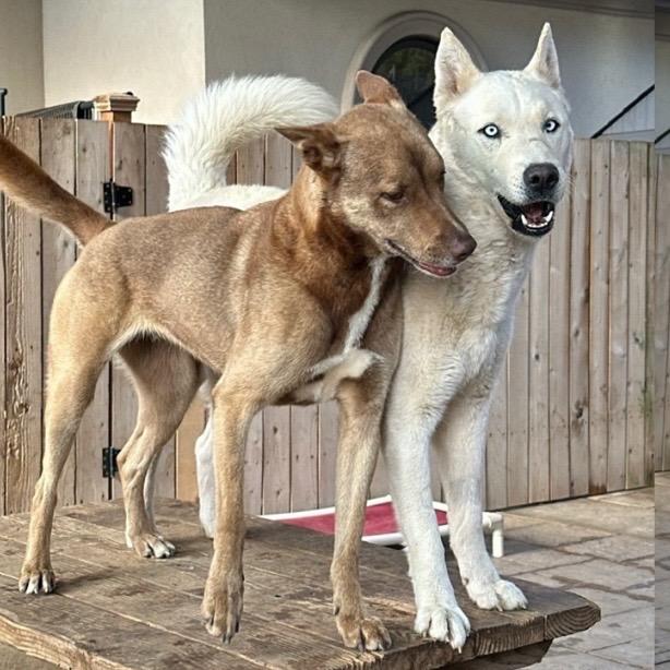 Enlarge Rango, a Adoptable Siberian Husky in Salem, OR image 4/6