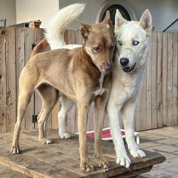 Enlarge Rango, a Adoptable Siberian Husky in Salem, OR image 5/6