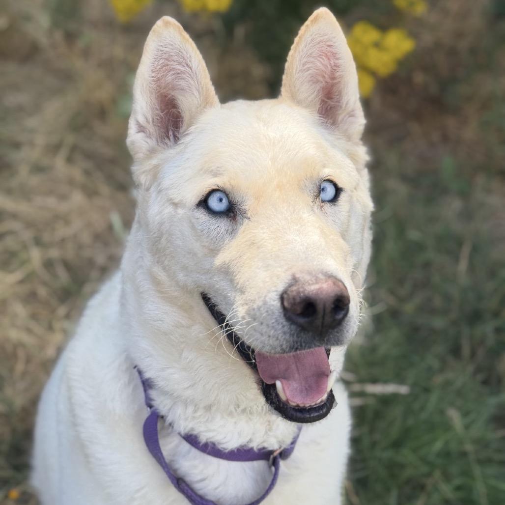 Enlarge Rango, a Adoptable Siberian Husky in Salem, OR image 6/6