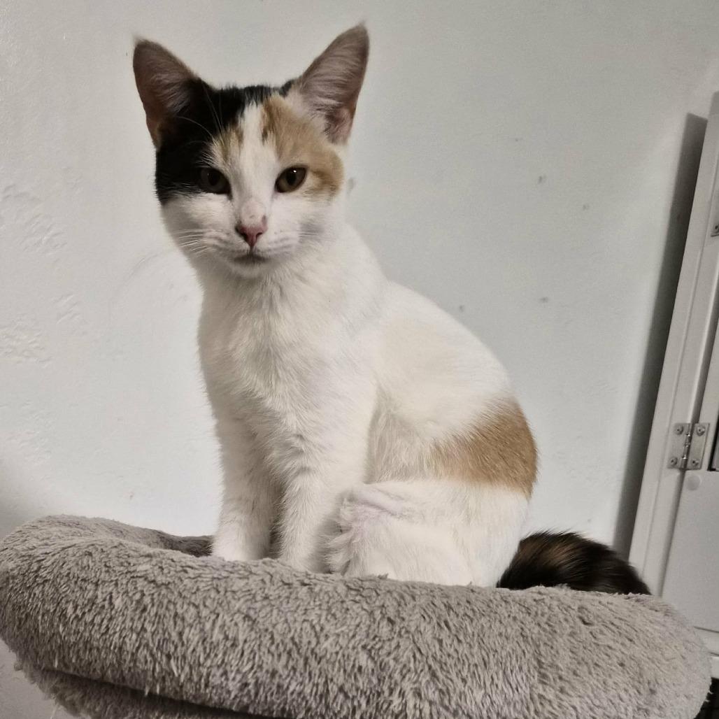 Julianne, Adoptable, Young Female Domestic Short Hair & Domestic Short Hair.