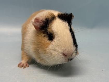 Shorty, Adoptable, Adult Female Guinea Pig.
