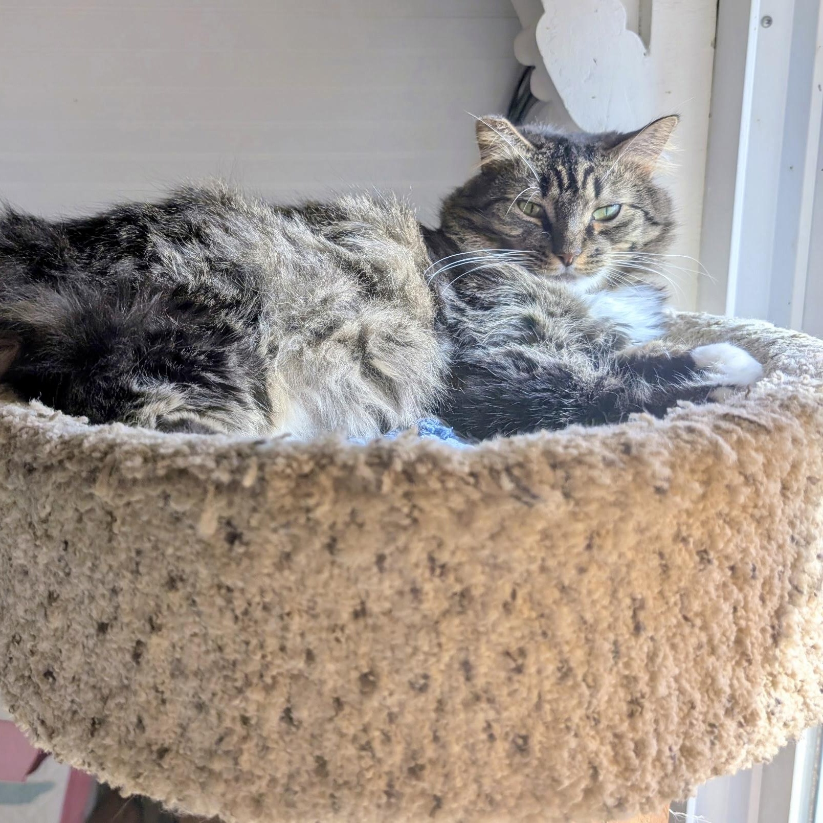 Enlarge Magda, a Adoptable Domestic Long Hair in Albany, NY image 1/5