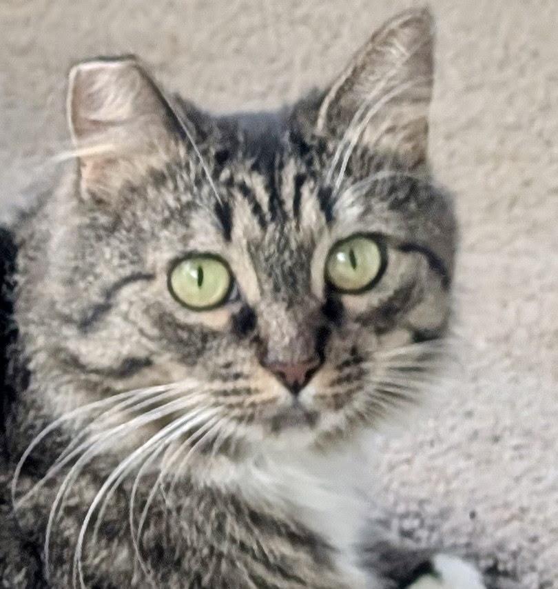 Enlarge Magda, a Adoptable Domestic Long Hair in Albany, NY image 2/5