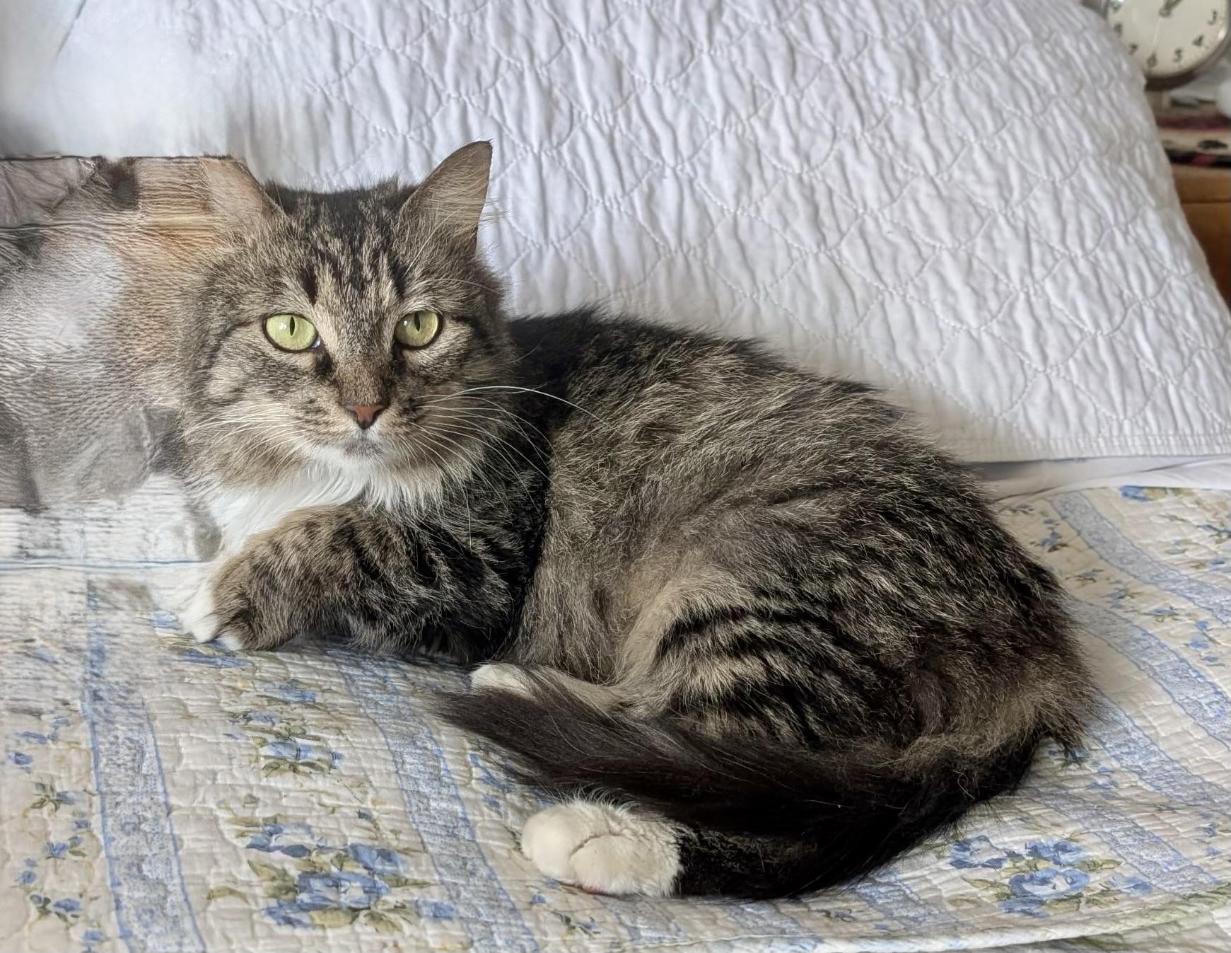 Enlarge Magda, a Adoptable Domestic Long Hair in Albany, NY image 3/5