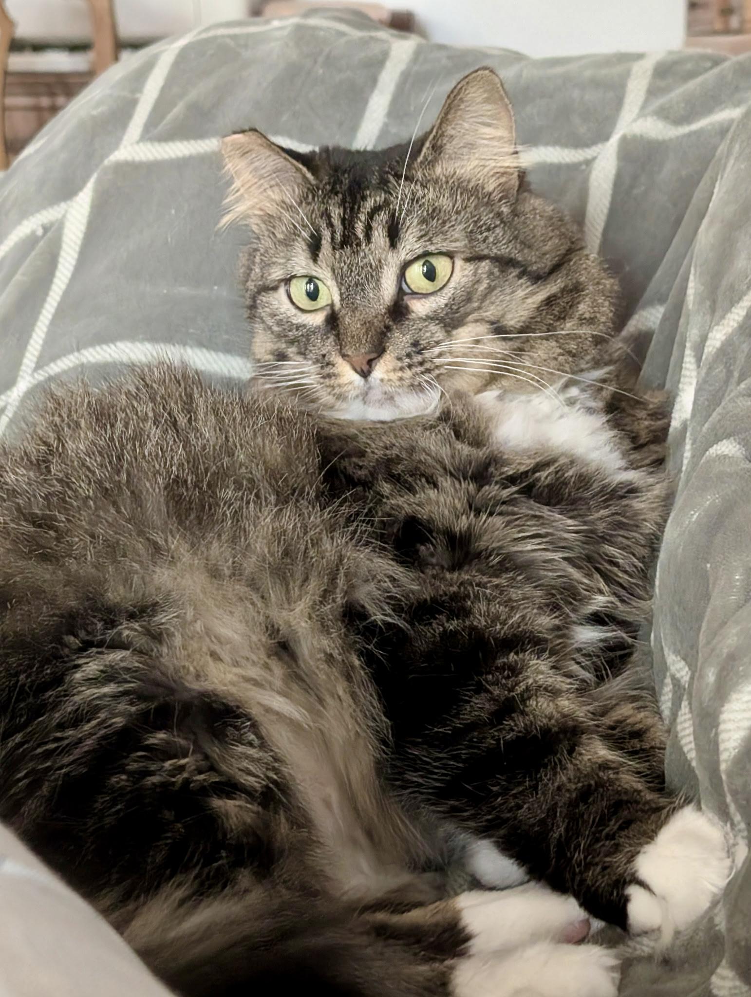 Enlarge Magda, a Adoptable Domestic Long Hair in Albany, NY image 4/5