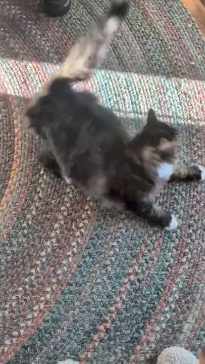 Enlarge Magda, a Adoptable Domestic Long Hair in Albany, NY video 5/5