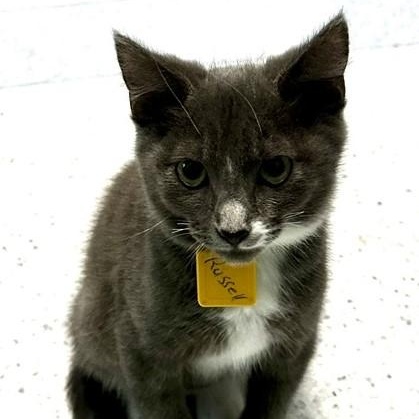 Enlarge Russell - Handsome Tux, a Adopted Tuxedo in Hoquiam, WA image 2/4