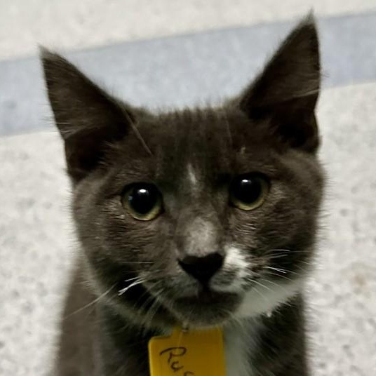 Enlarge Russell - Handsome Tux, a Adopted Tuxedo in Hoquiam, WA image 3/4