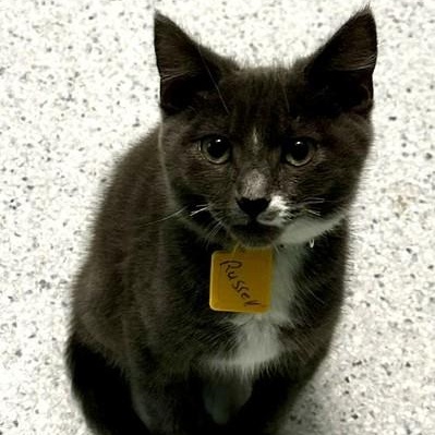 Enlarge Russell - Handsome Tux, a Adopted Tuxedo in Hoquiam, WA image 1/4