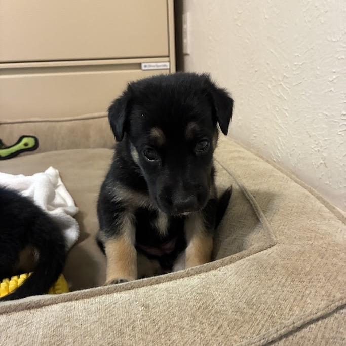Enlarge Babette, a Adoptable mixed breed in Austin, TX image 1/6