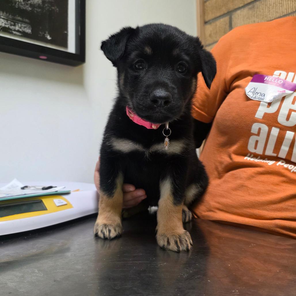 Enlarge Babette, a Adoptable mixed breed in Austin, TX image 2/6