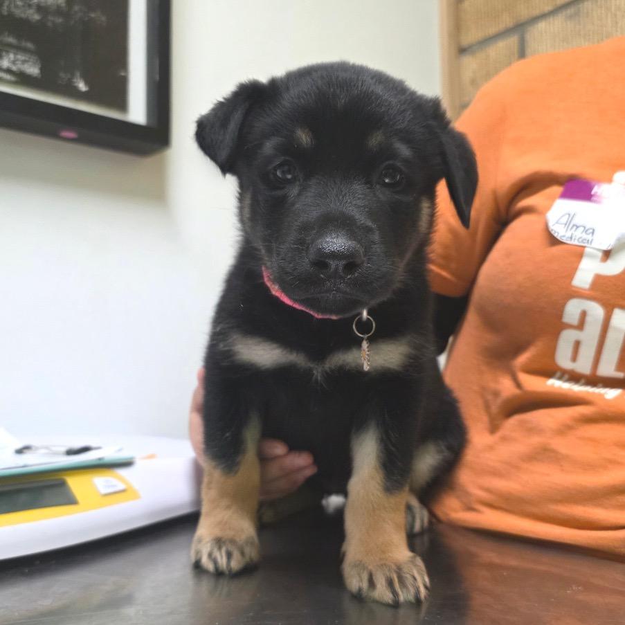 Enlarge Babette, a Adoptable mixed breed in Austin, TX image 3/6