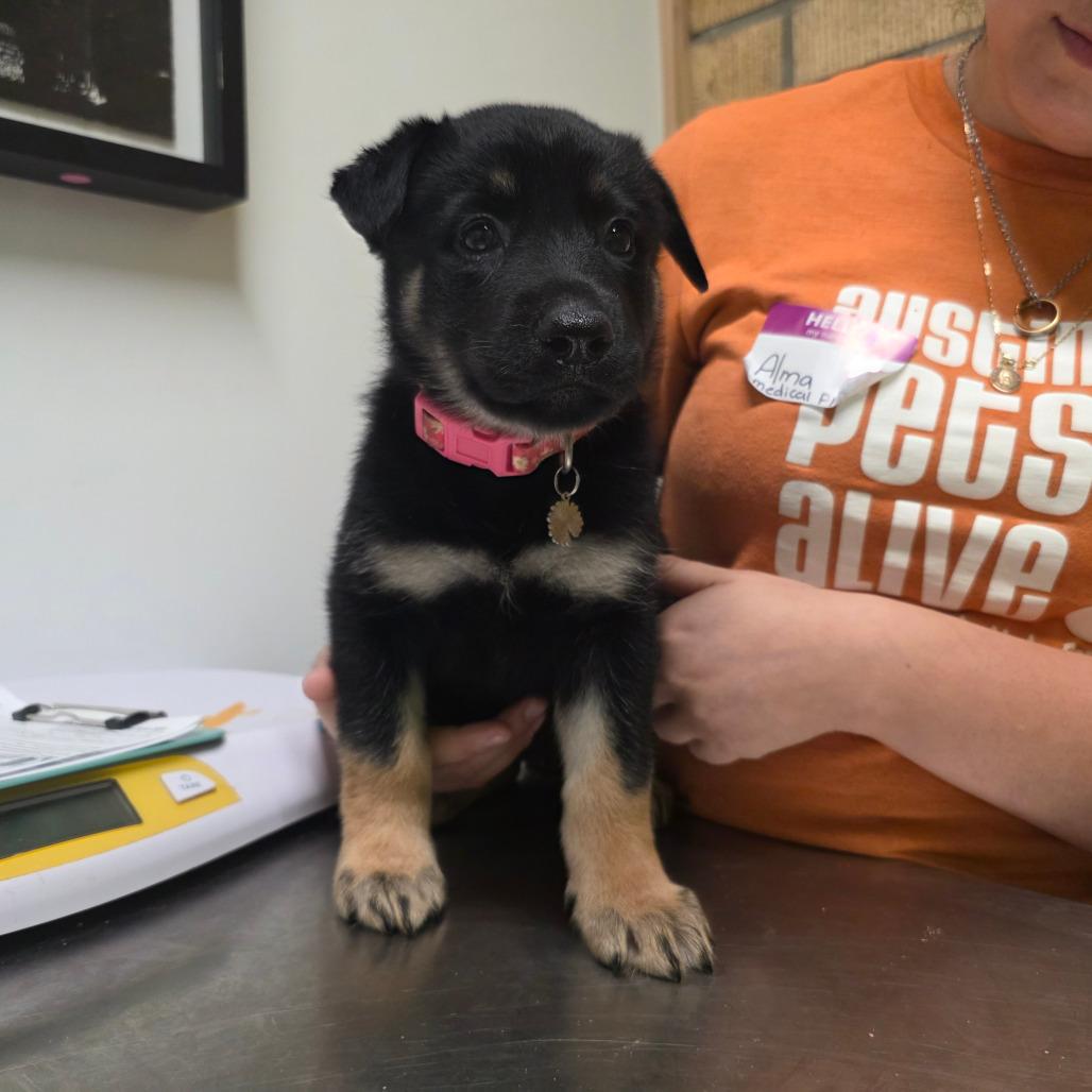 Enlarge Babette, a Adoptable mixed breed in Austin, TX image 5/6