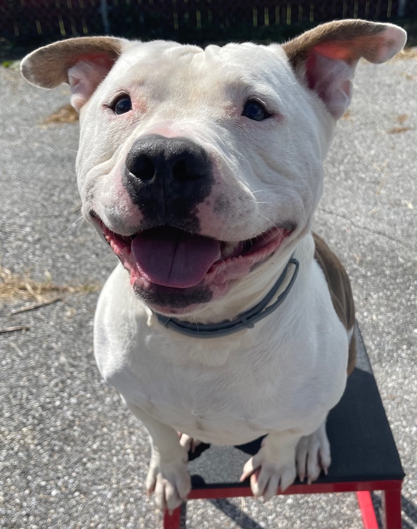 Ham, a Adoptable Staffordshire Bull Terrier in Putnam Valley, NY image 1/6