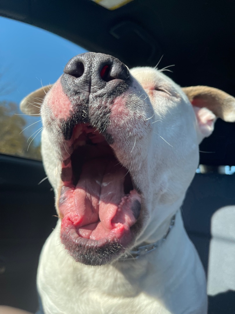 Ham, a Adoptable Staffordshire Bull Terrier in Putnam Valley, NY image 2/6