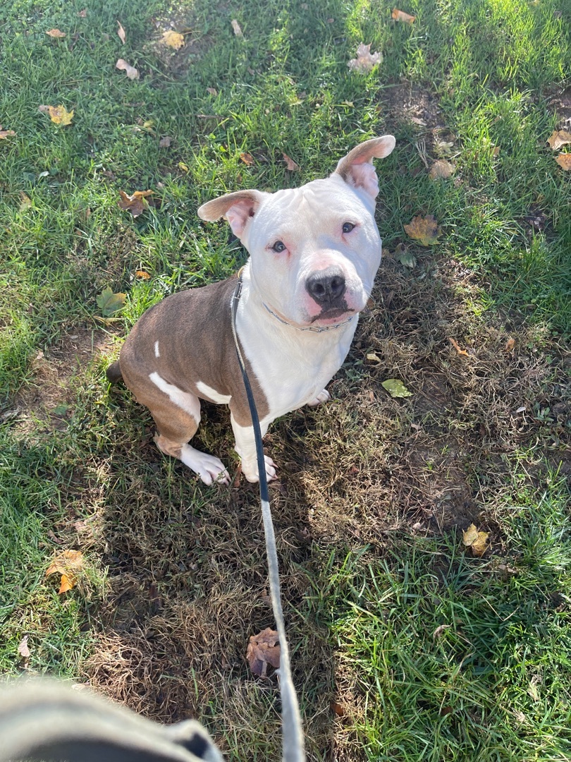 Ham, a Adoptable Staffordshire Bull Terrier in Putnam Valley, NY image 3/6