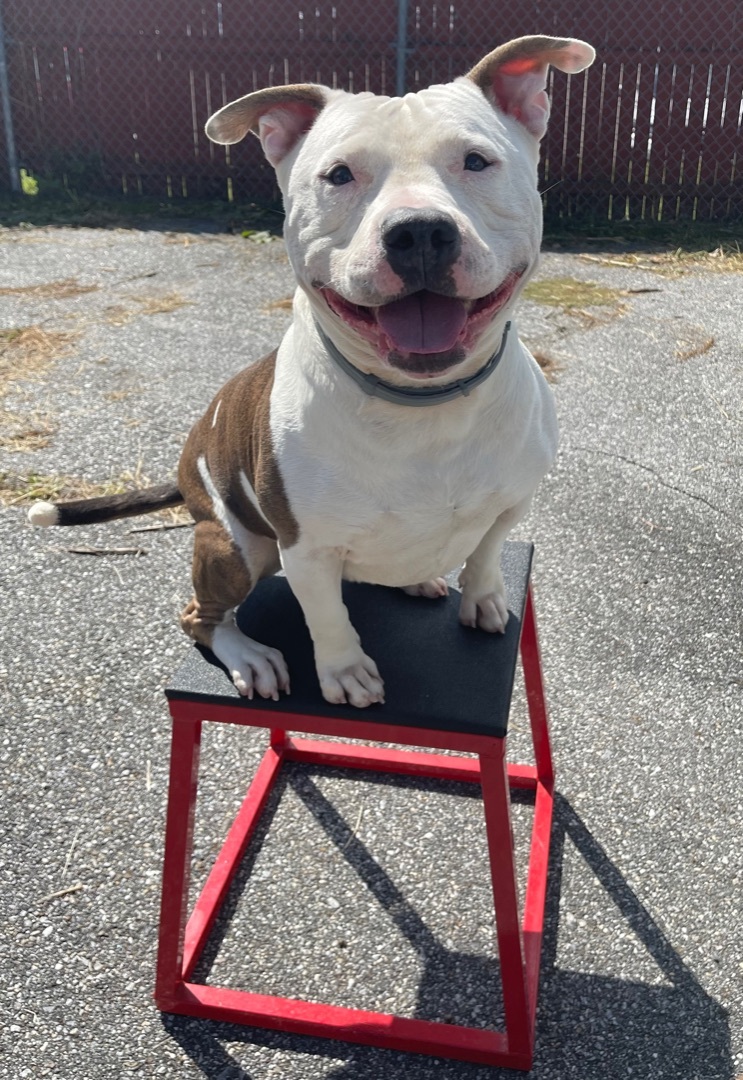 Ham, a Adoptable Staffordshire Bull Terrier in Putnam Valley, NY image 4/6