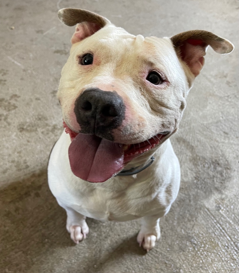 Ham, a Adoptable Staffordshire Bull Terrier in Putnam Valley, NY image 5/6