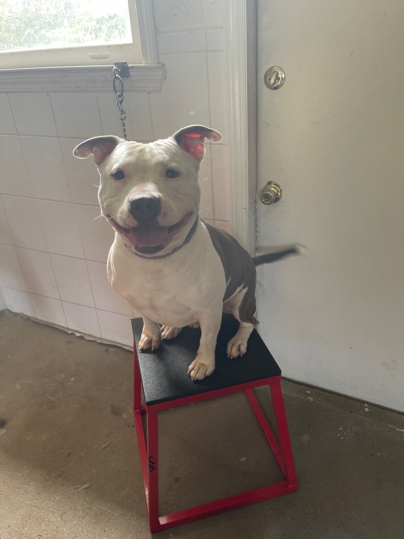 Ham, a Adoptable Staffordshire Bull Terrier in Putnam Valley, NY image 6/6