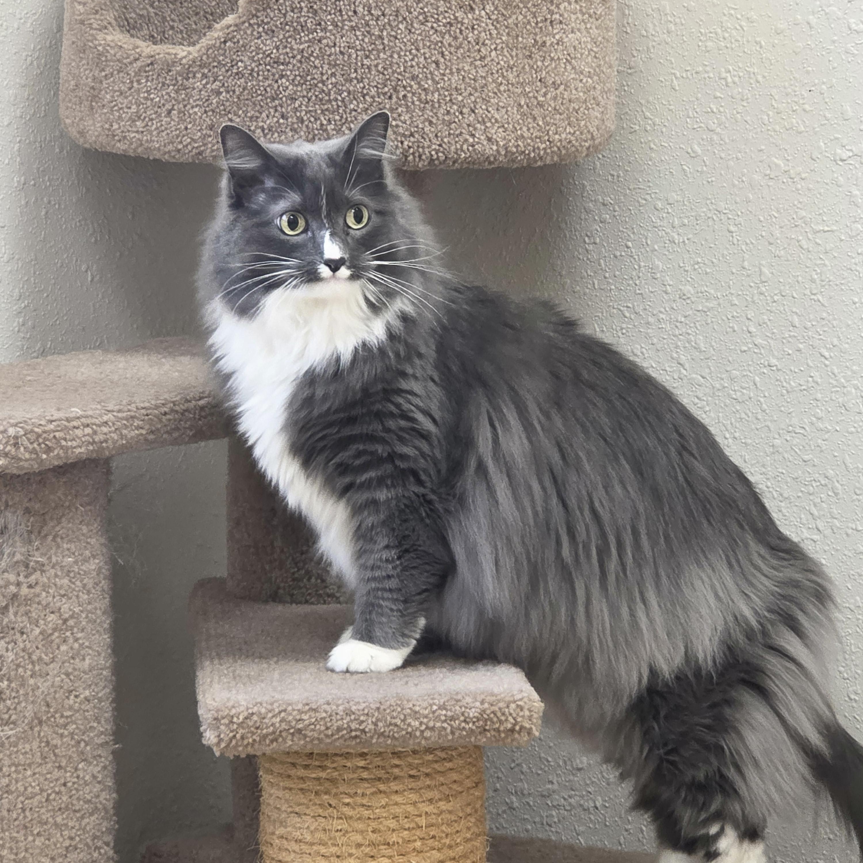 Enlarge Khaleesi, a ADOPTABLE Domestic Long Hair in Red Wing, MN image 3/3
