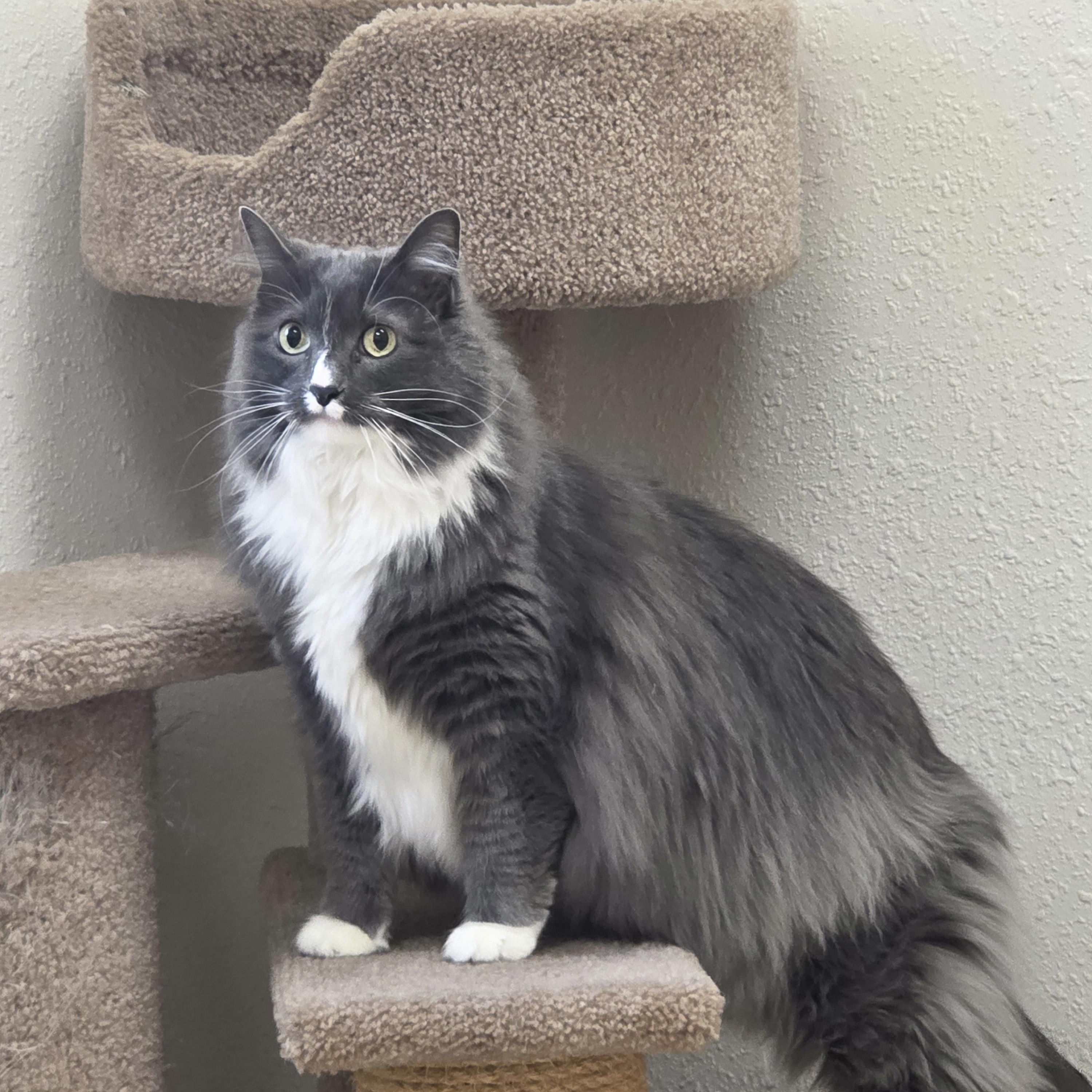 Khaleesi, ADOPTABLE, Adult Female Domestic Long Hair.