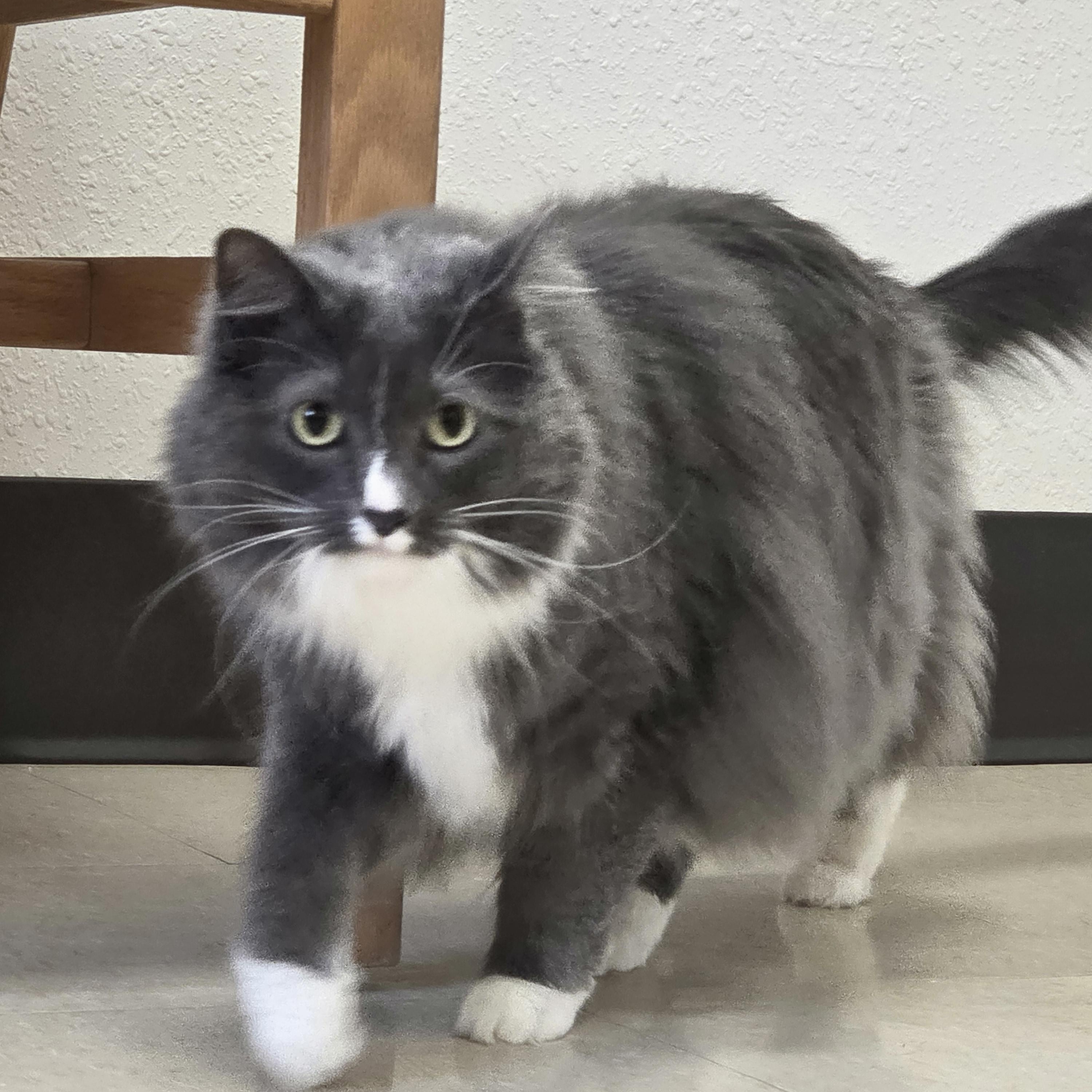 Enlarge Khaleesi, a ADOPTABLE Domestic Long Hair in Red Wing, MN image 2/3