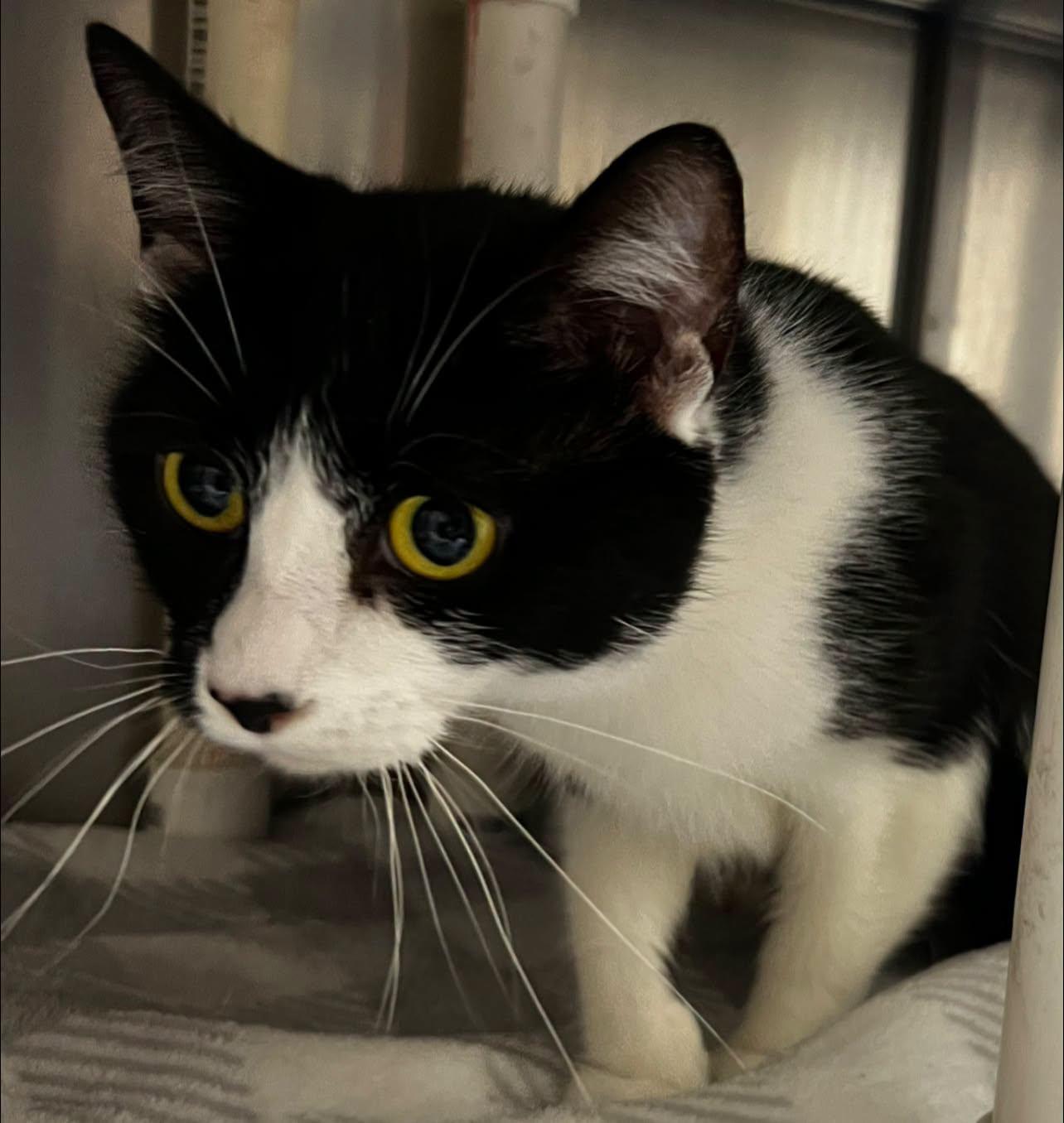 Precious, ADOPTABLE, Adult Female Domestic Short Hair.