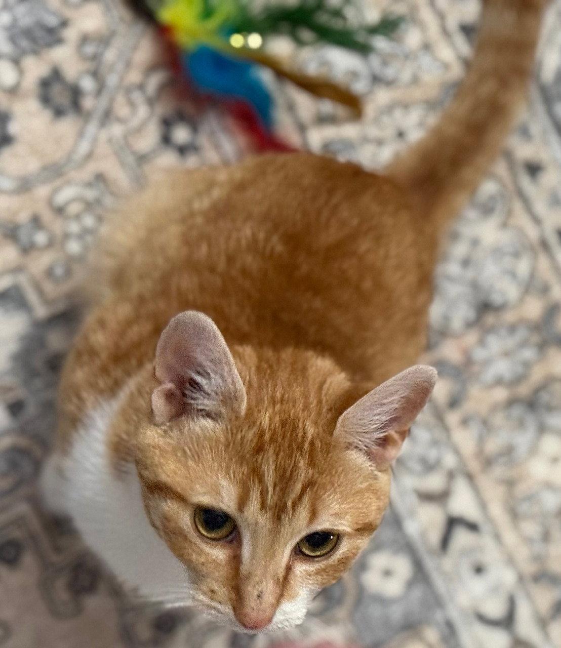 Enlarge Clementine, an adopted Domestic Short Hair in New Cumberland, PA image 3/3