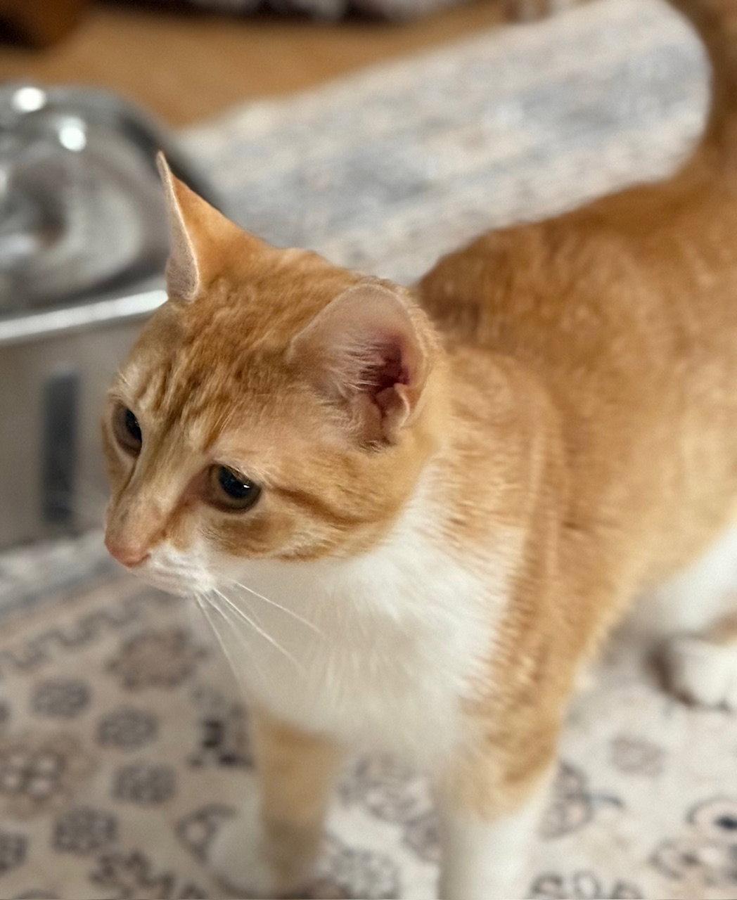 Enlarge Clementine, an adopted Domestic Short Hair in New Cumberland, PA image 2/3