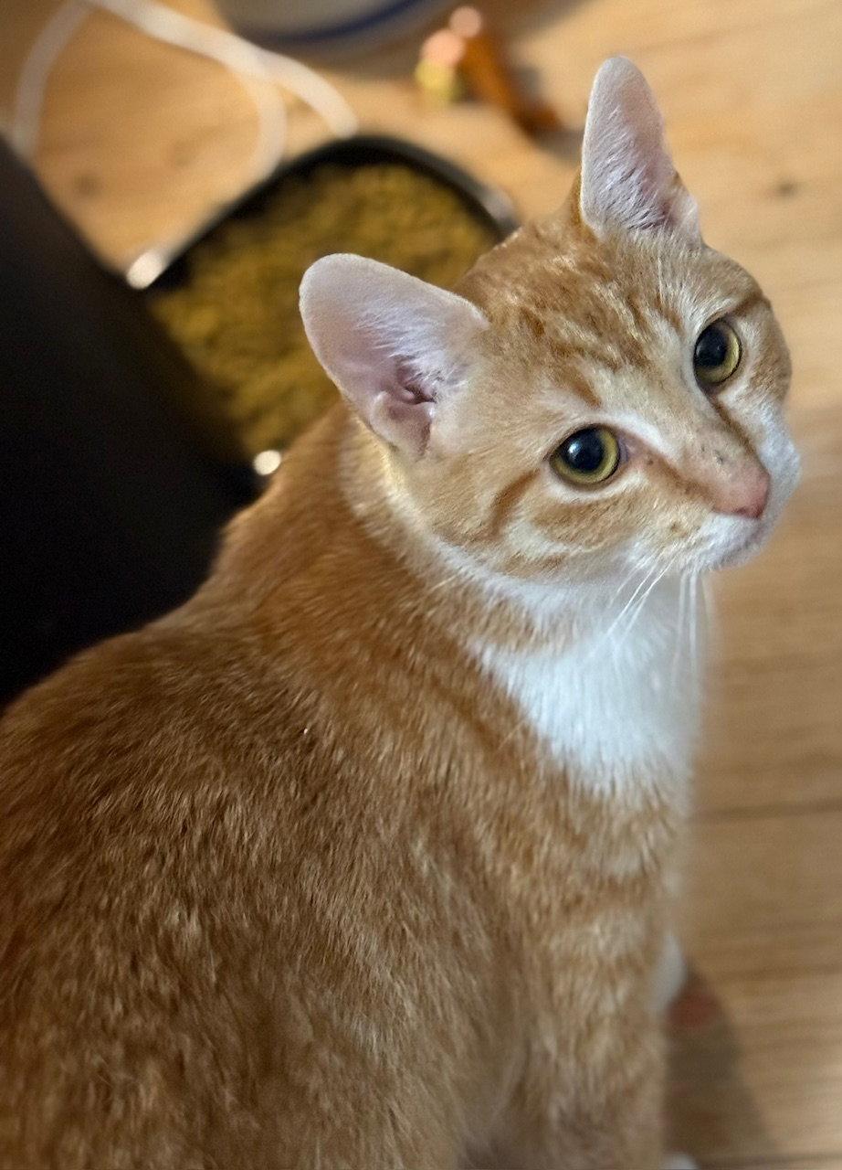 Enlarge Clementine, an adopted Domestic Short Hair in New Cumberland, PA image 1/3