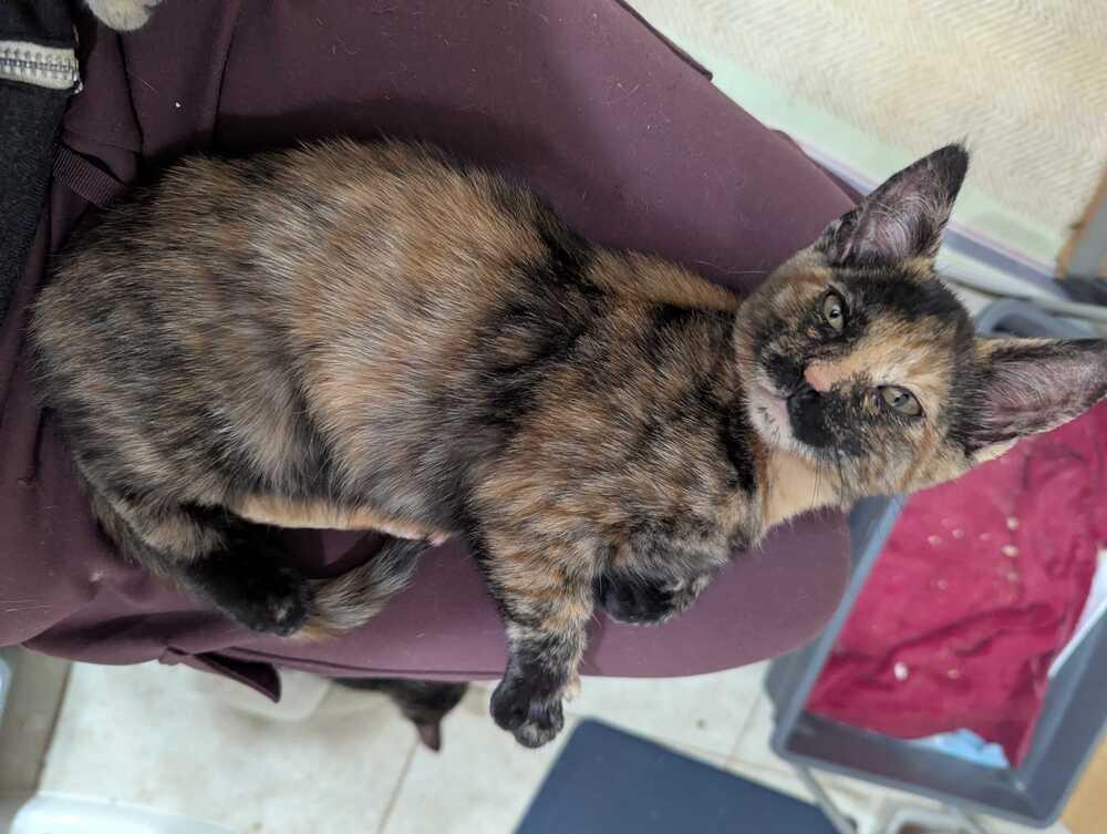 Stella Irene, Adoptable, Kitten Female Domestic Short Hair.