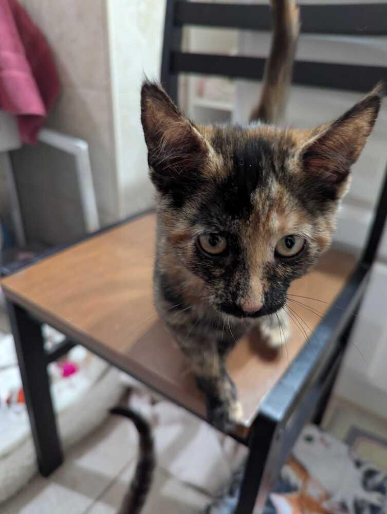 Stella Irene, a Adoptable Domestic Short Hair in North Brunswick, NJ image 2/2