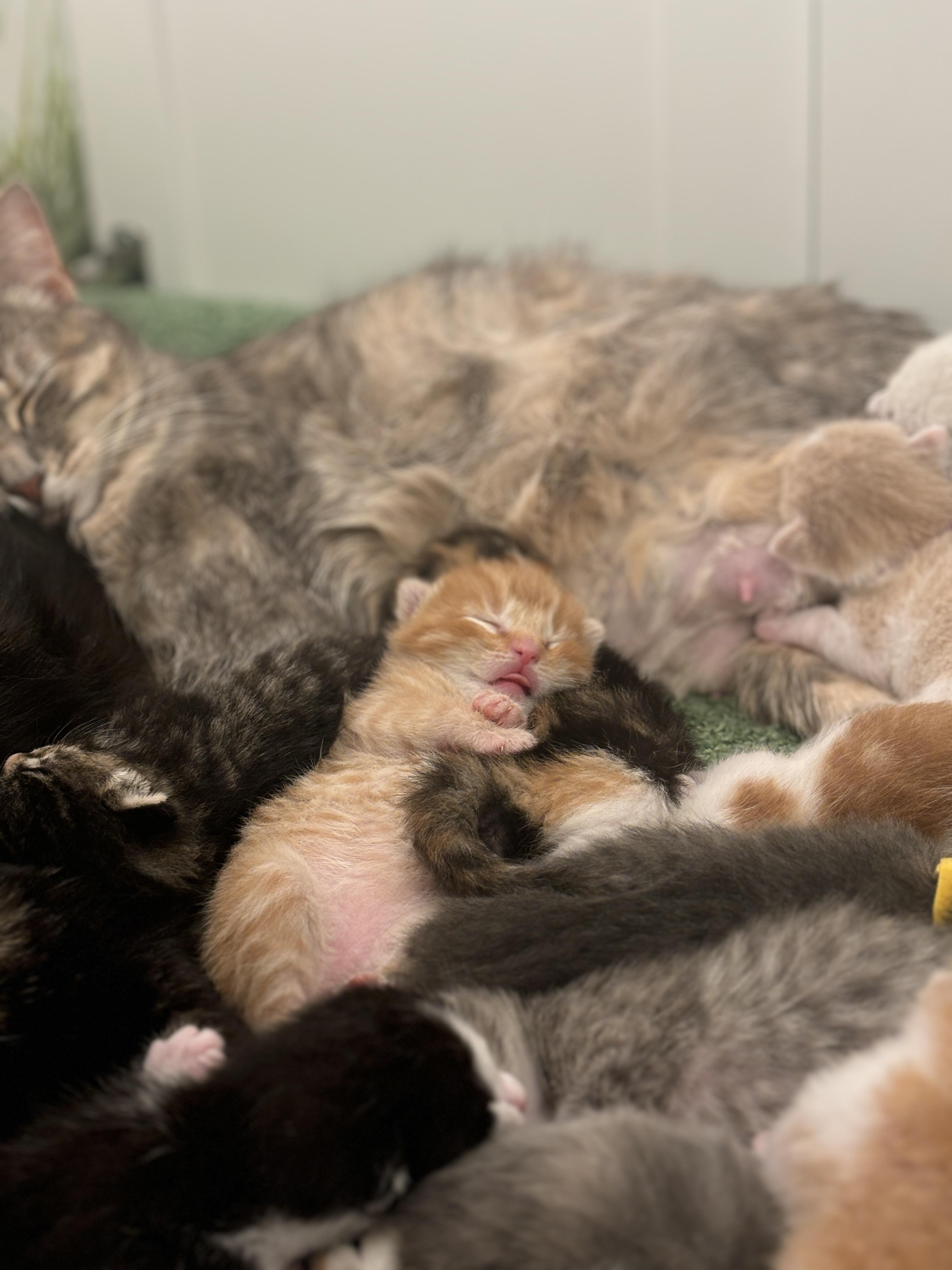 14 ADORABLE BOBS!!!, a ADOPTABLE mixed breed in Langley, BC image 4/5